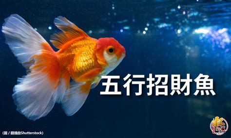 招財的魚|【招財風水魚種類】招財風水魚懶人包：品種、特性、影響運勢一。